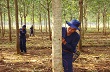 Cty TNHH MTV Cao su Chư Pah: Chăm lo đời sống người lao động